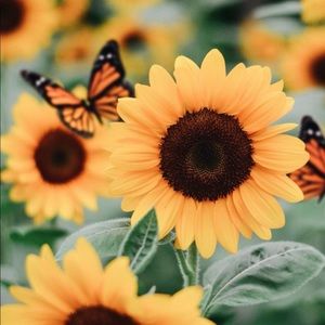 Meet your Posher, Britani